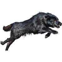 Dog running straight on camera isolated on white background at full speed on competition photo