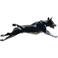 Dog running straight on camera isolated on white background at full speed on competition photo
