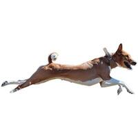 Dog running straight on camera isolated on white background at full speed on competition photo