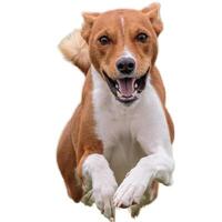 Dog running straight on camera isolated on white background at full speed on competition photo