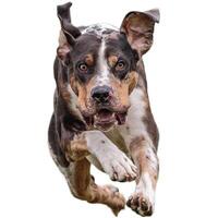 Dog running straight on camera isolated on white background at full speed on competition photo
