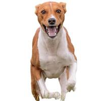 Dog running straight on camera isolated on white background at full speed on competition photo
