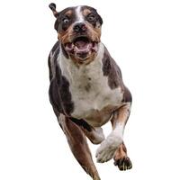 Dog running straight on camera isolated on white background at full speed on competition photo