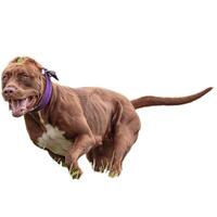 Dog running straight on camera isolated on white background at full speed on competition photo