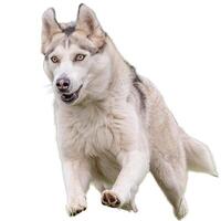 Dog running straight on camera isolated on white background at full speed on competition photo