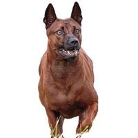 Dog running straight on camera isolated on white background at full speed on competition photo