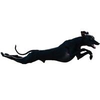 Dog running straight on camera isolated on white background at full speed on competition photo
