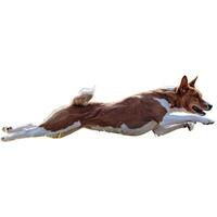 Dog running straight on camera isolated on white background at full speed on competition photo