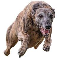 Dog running straight on camera isolated on white background at full speed on competition photo