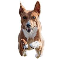 Dog running straight on camera isolated on white background at full speed on competition photo