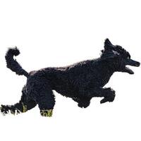 Dog running straight on camera isolated on white background at full speed on competition photo
