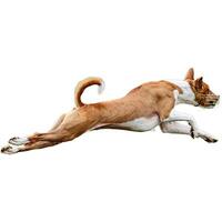 Dog running straight on camera isolated on white background at full speed on competition photo