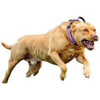 Dog running straight on camera isolated on white background at full speed on competition photo