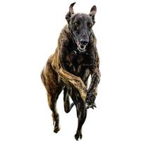 Dog running straight on camera isolated on white background at full speed on competition photo