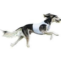 Dog running straight on camera isolated on white background at full speed on competition photo