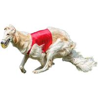 Dog running straight on camera isolated on white background at full speed on competition photo