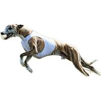 Dog running straight on camera isolated on white background at full speed on competition photo