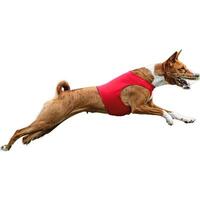 Dog running straight on camera isolated on white background at full speed on competition photo