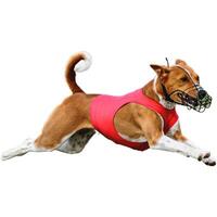 Dog running straight on camera isolated on white background at full speed on competition photo