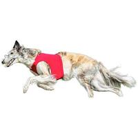 Dog running straight on camera isolated on white background at full speed on competition photo