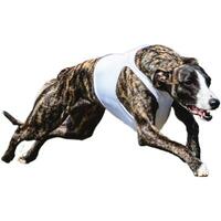 Dog running straight on camera isolated on white background at full speed on competition photo