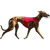 Dog running straight on camera isolated on white background at full speed on competition photo