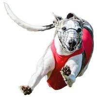 Dog running straight on camera isolated on white background at full speed on competition photo