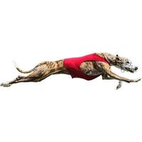 Dog running straight on camera isolated on white background at full speed on competition photo