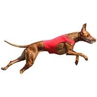 Dog running straight on camera isolated on white background at full speed on competition photo