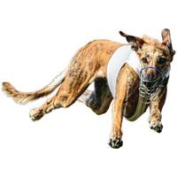 Dog running straight on camera isolated on white background at full speed on competition photo