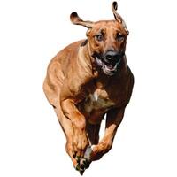 Dog running straight on camera isolated on white background at full speed on competition photo