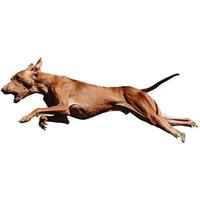 Dog running straight on camera isolated on white background at full speed on competition photo