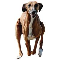Dog running straight on camera isolated on white background at full speed on competition photo