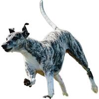 Dog running straight on camera isolated on white background at full speed on competition photo