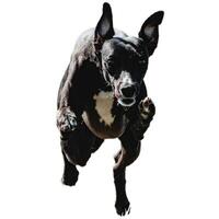 Dog running straight on camera isolated on white background at full speed on competition photo