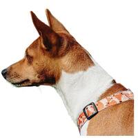 Dog running straight on camera isolated on white background at full speed on competition photo