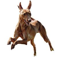 Dog running straight on camera isolated on white background at full speed on competition photo