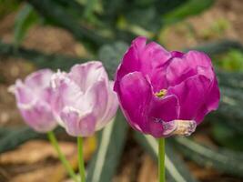 Two purple tulips are in the middle of a garden photo