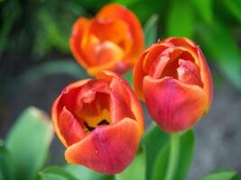 Three orange and red tulips in a garden photo