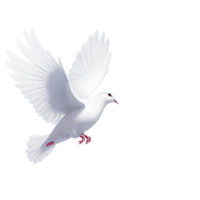 white dove flying on transparent background png