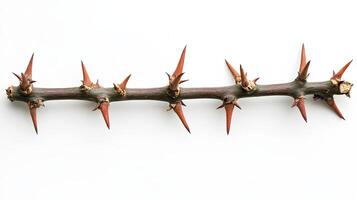 Thorny Branch Isolated on White photo