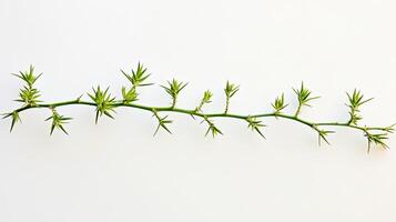 Thorny Green Vine Branch photo
