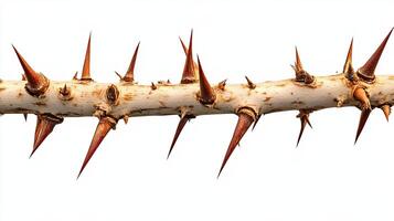 Thorny Branch Isolated on White photo