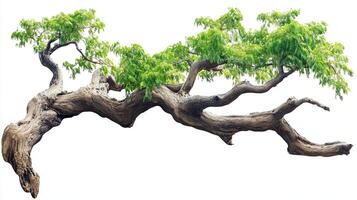 Large tree branch with green leaves isolated on white background photo