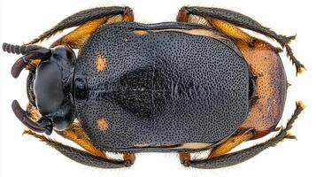 Closeup of a Darkling Beetle photo