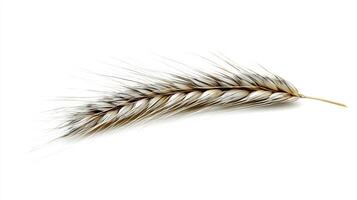 Single wheat stalk isolated on white background photo