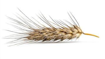 Single wheat ear isolated on white background photo