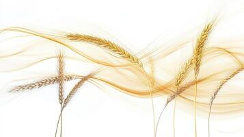 Wheat stalks with flowing fabric. Harvest, agriculture, and nature concept. photo