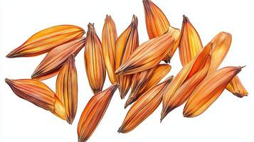 Dried Flower Seeds, Orange, Scattered photo