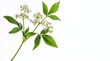 Elderflower Branch with Green Leaves photo